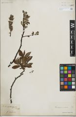 Foto von Salix lapponum L. x Salix silesiaca Willd.